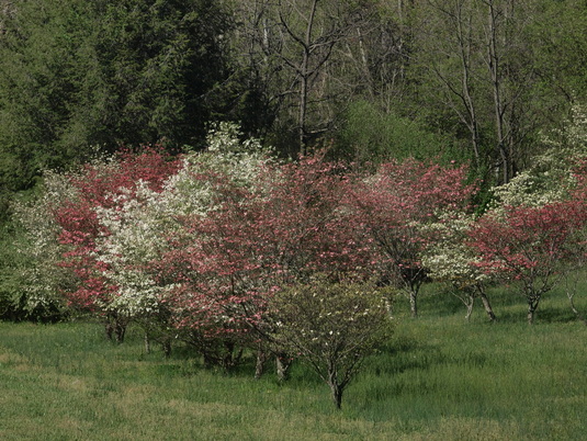 whaet field next to Arboretum
