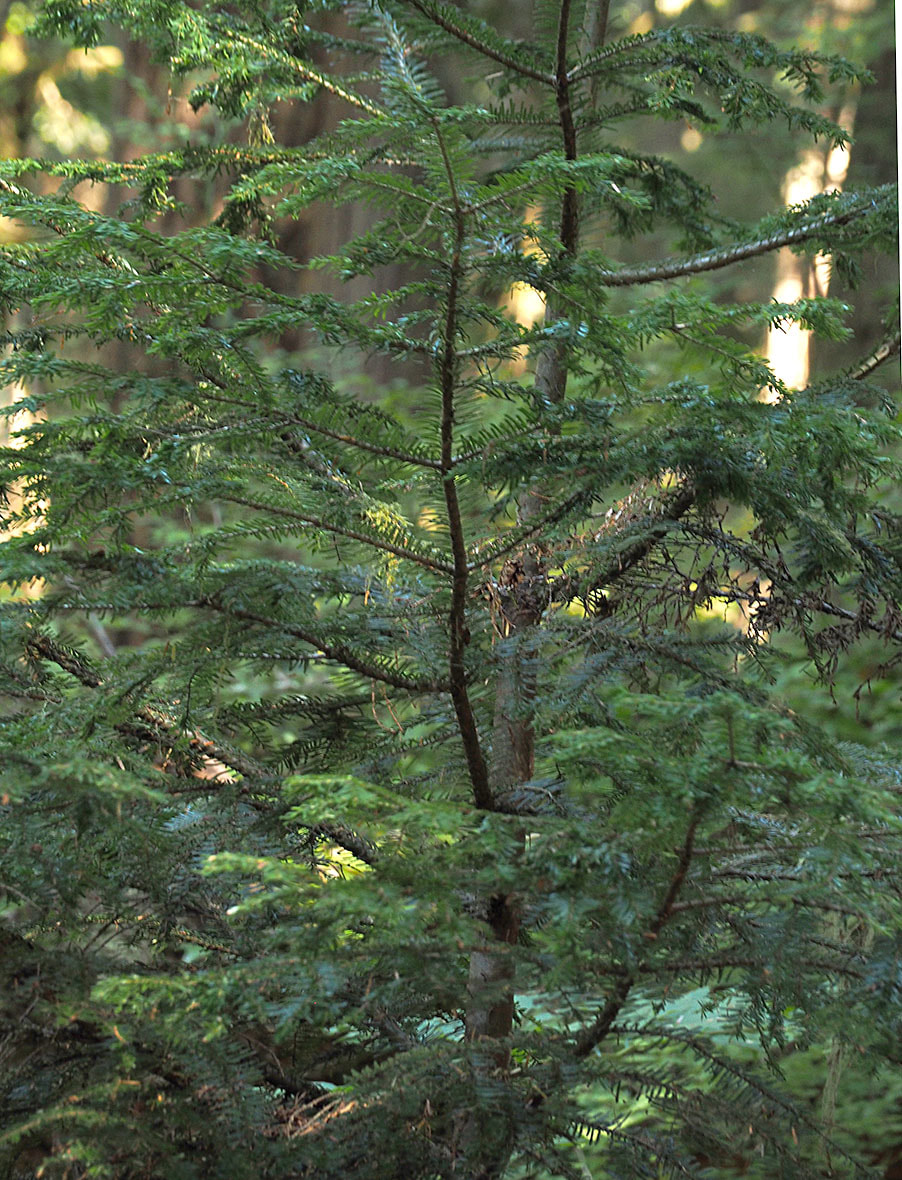 Abies amabilis