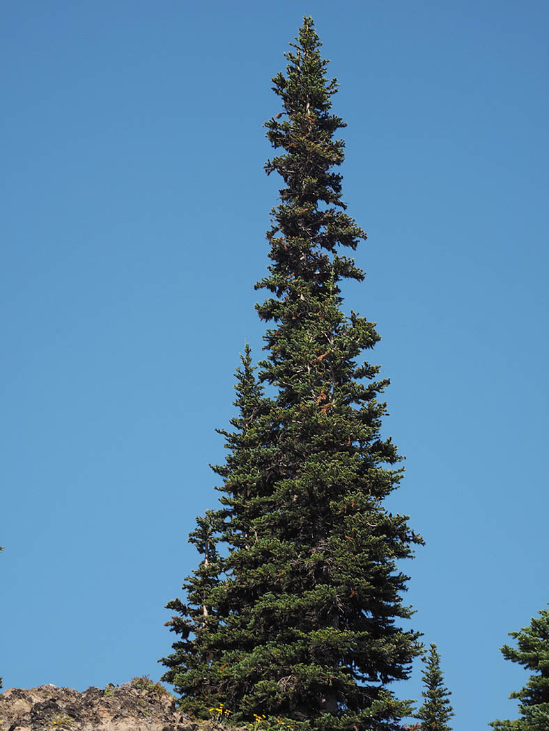 Abies lasiocarpa