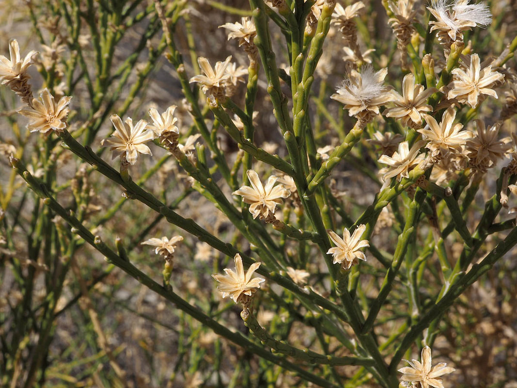 Acamptopappus sphaerocephalus