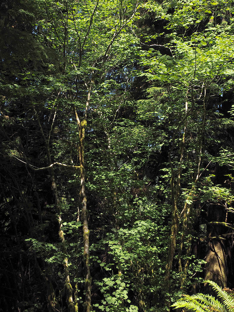 Cascadia nuttallii