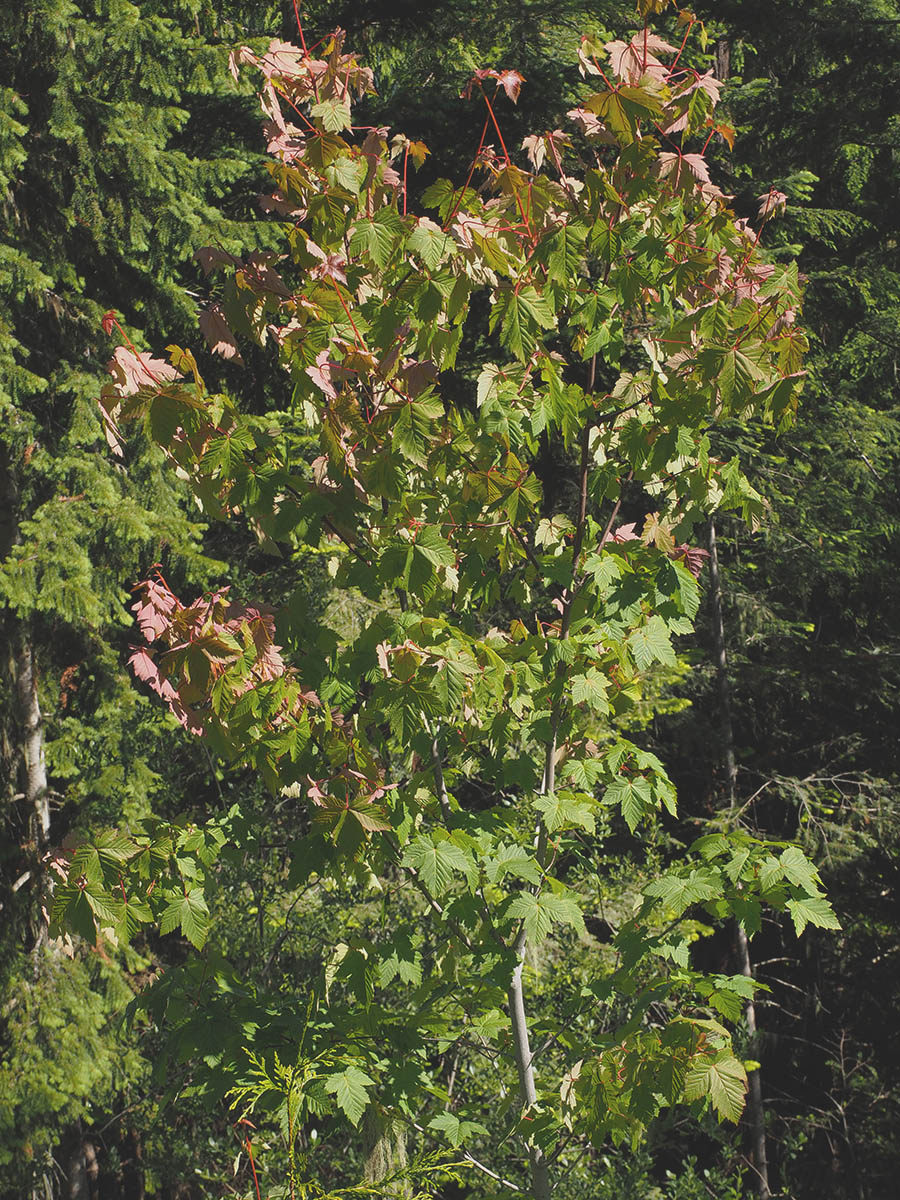 Acer glabrum var. douglasii (Douglas' maple)