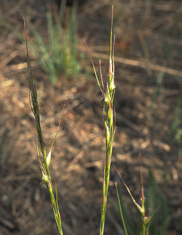 Achnatherum lemmonii ssp. lemmoniiPicture