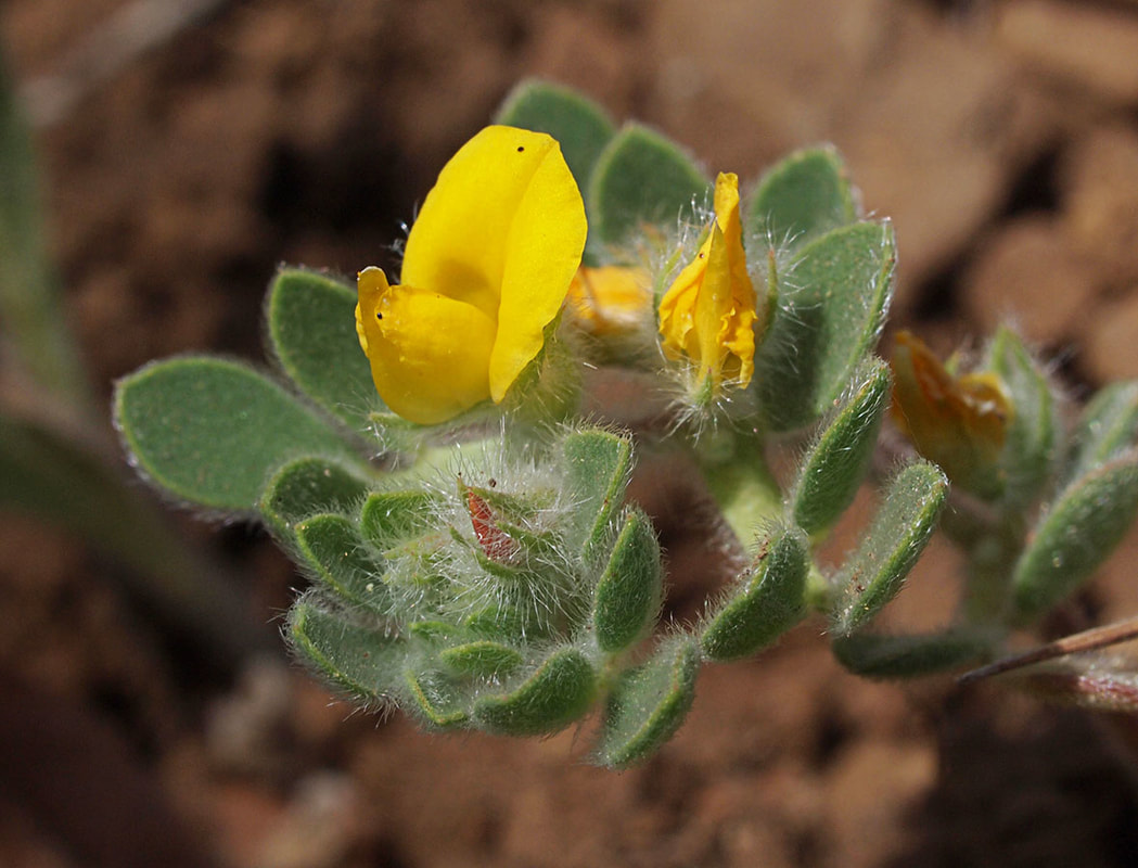 Acmispon brachycarpus