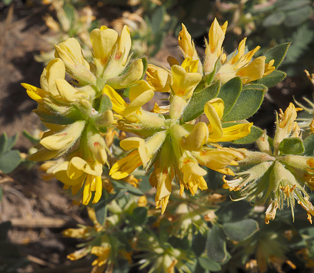 Acmispon nevadensis
