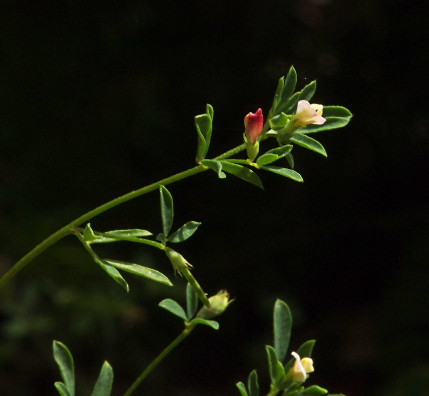 Acmispon parviflorus