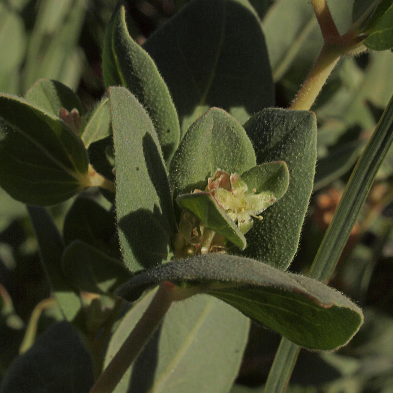 Aconogonon davisiae var. davisiae