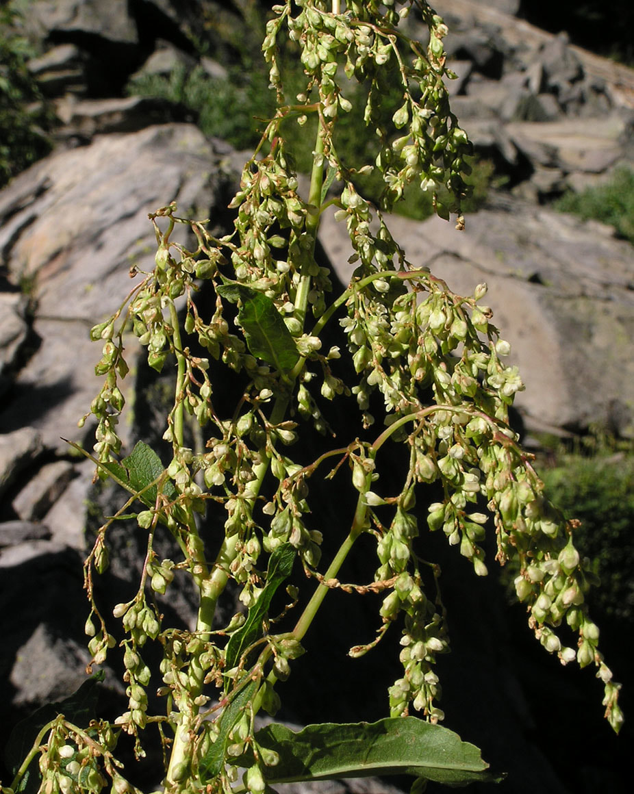 Aconogonon phytolaccifolium var. phytolaccifolium