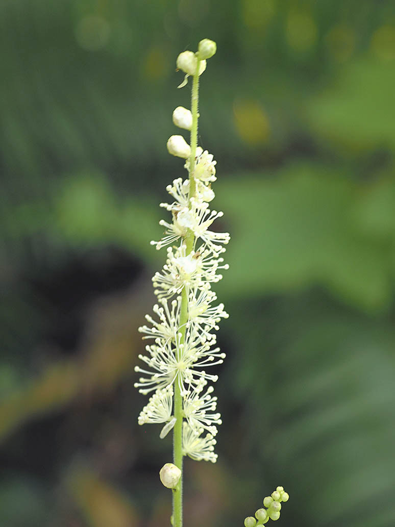 Actaea elata var. elata (Tall bugbane)