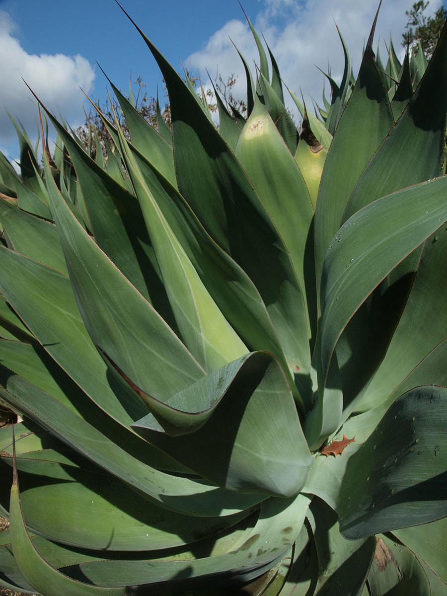 Agave deserti ssp. deserti