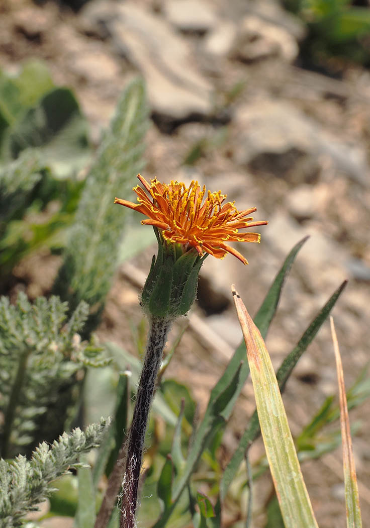 Elmera racemosa