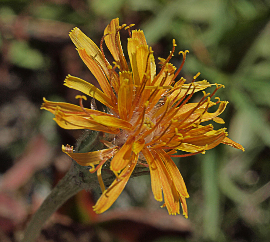 Agoseris aurantiaca var. aurantiaca