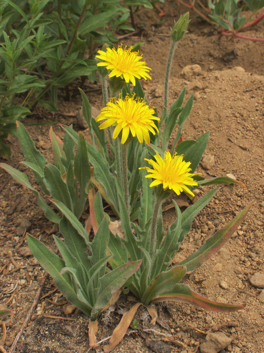 Agoseris monticola