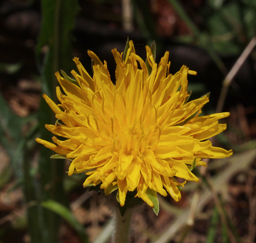 Agoseris grandiflora var. grandiflora