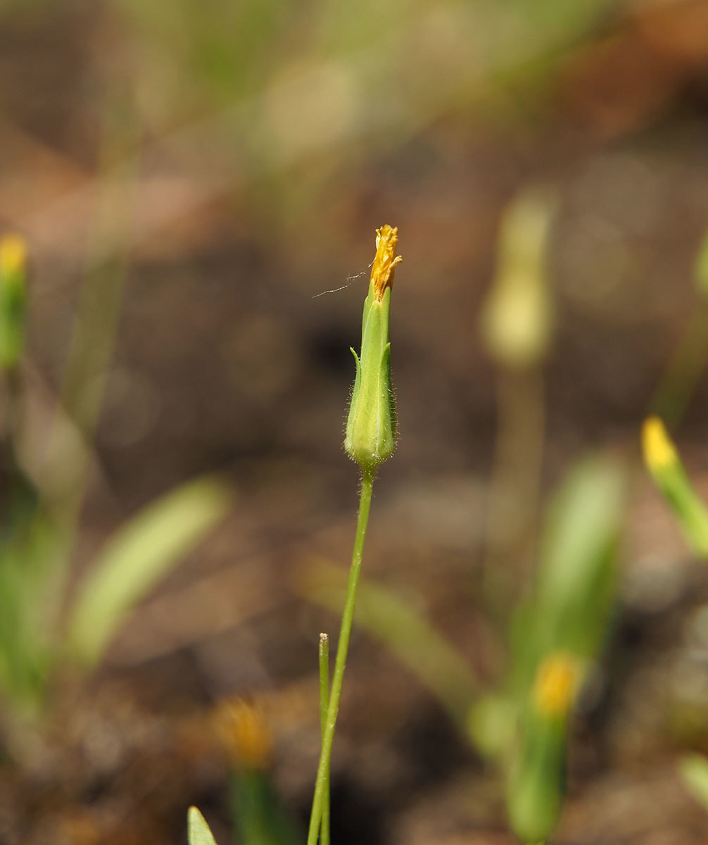 Agoseris heterophylla