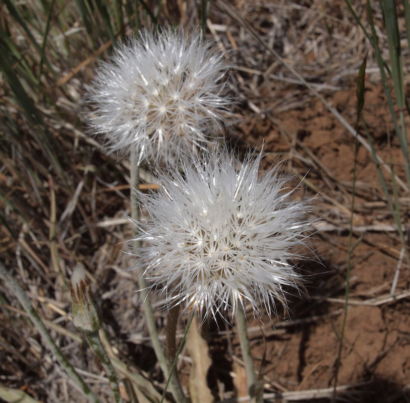 Agoseris retrorsa