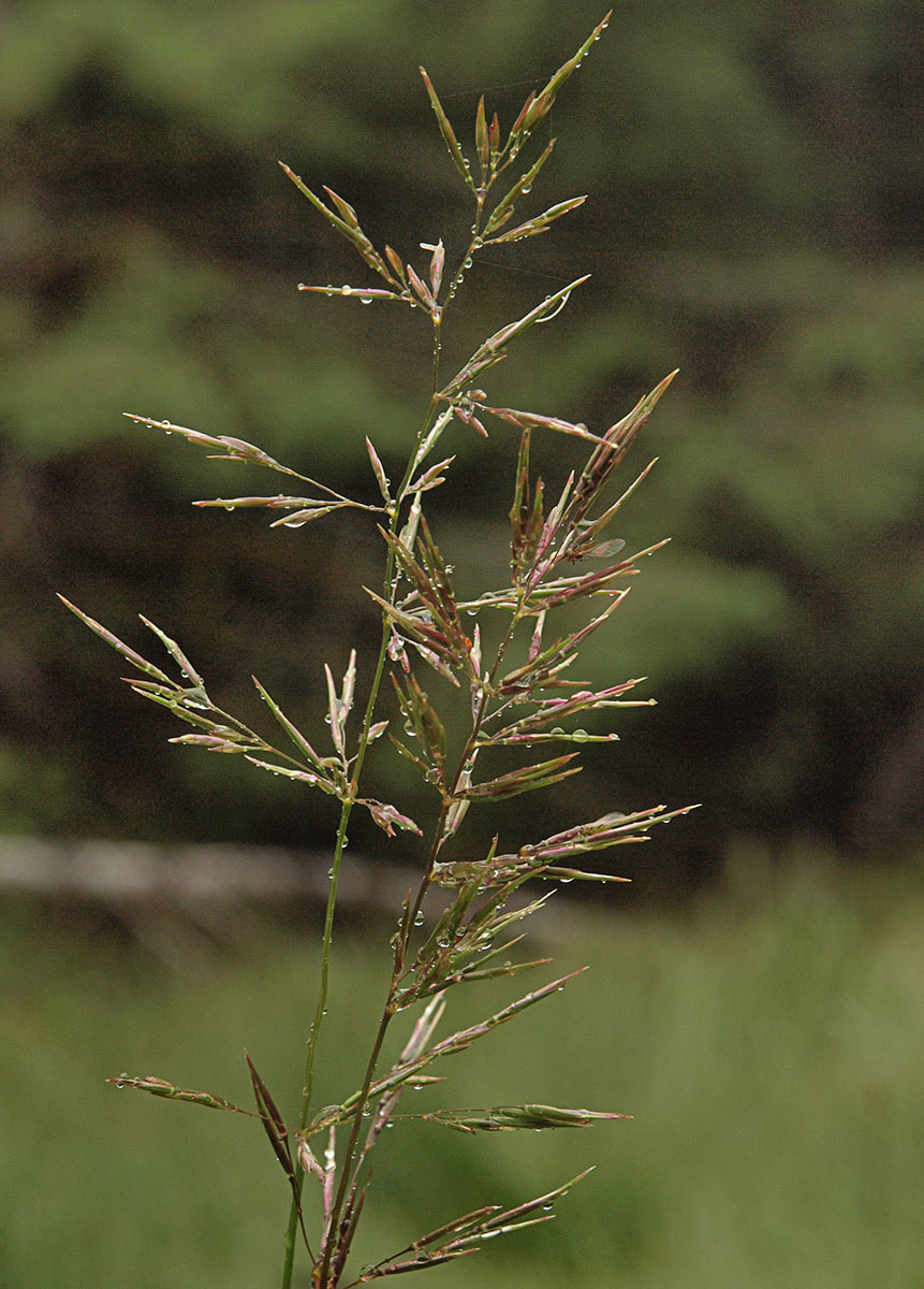 Agrostis capillaris