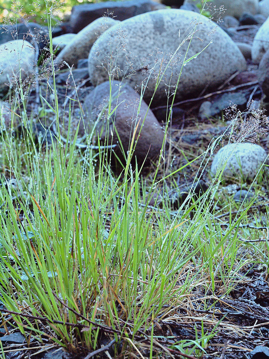 Agrostis exarata