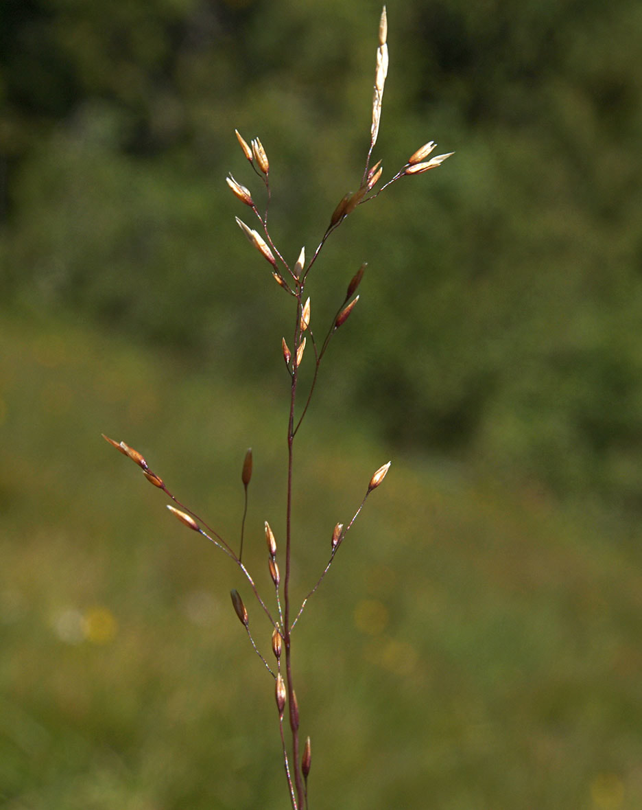 Agrostis idahoensis