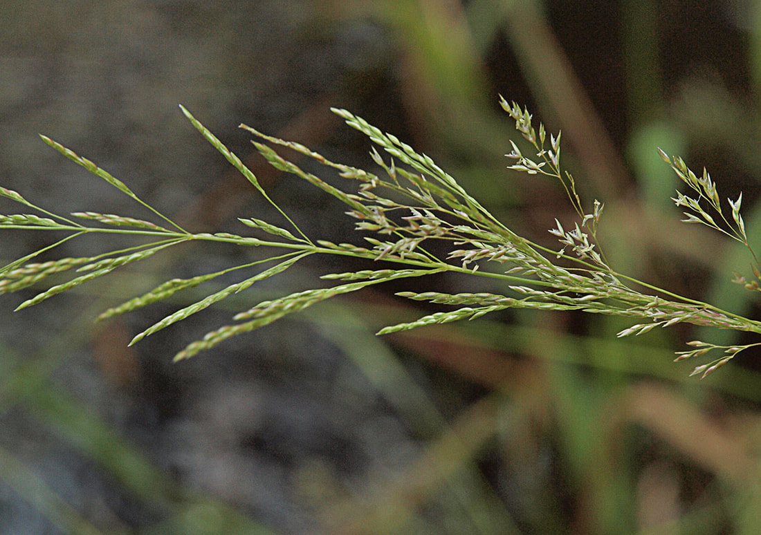 Agrostis oregonensis