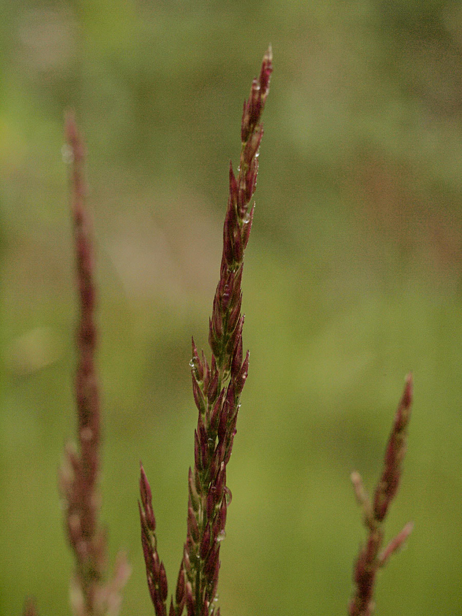 Agrostis variabilis