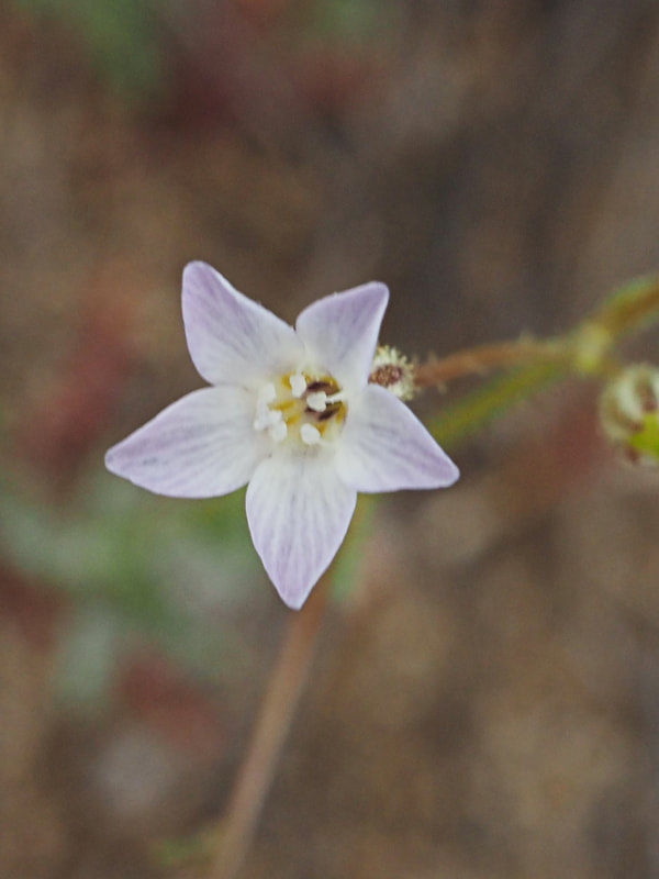 Aliciella lottiae (Lott's gily-flower) 