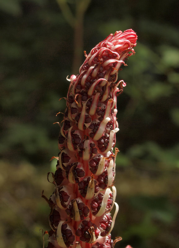 Allotropa virgata