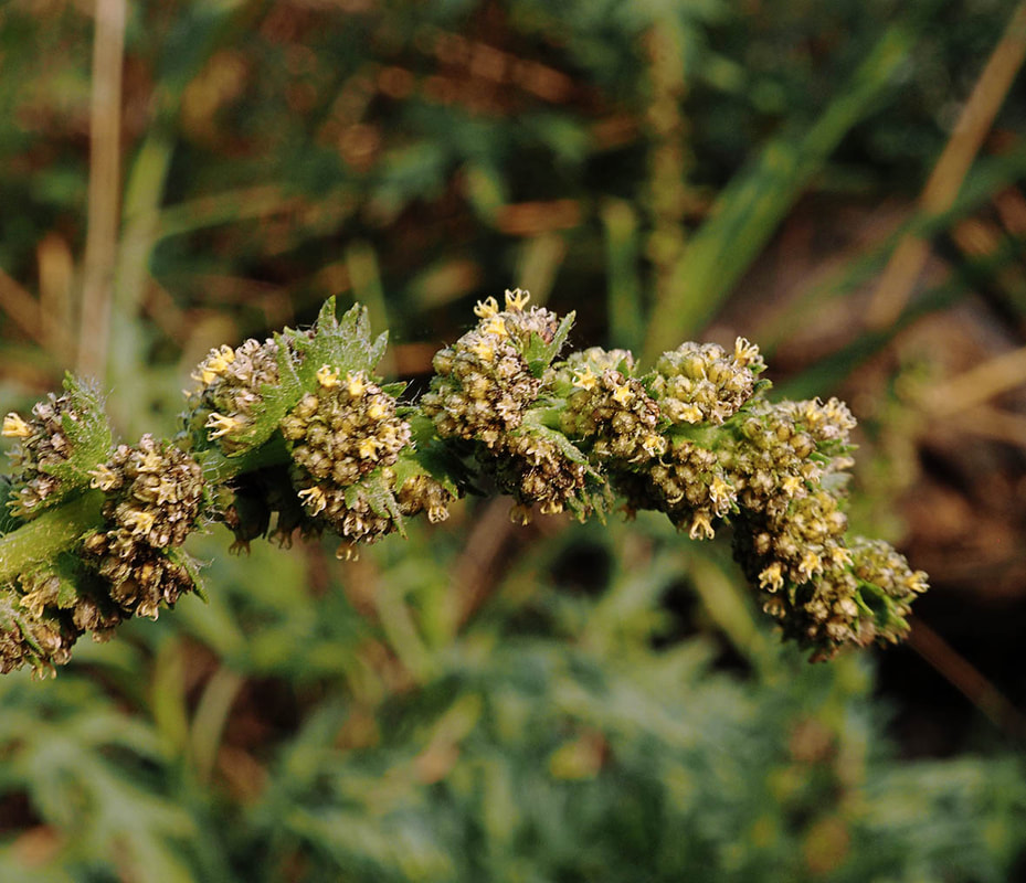 Ambrossia chamissonis