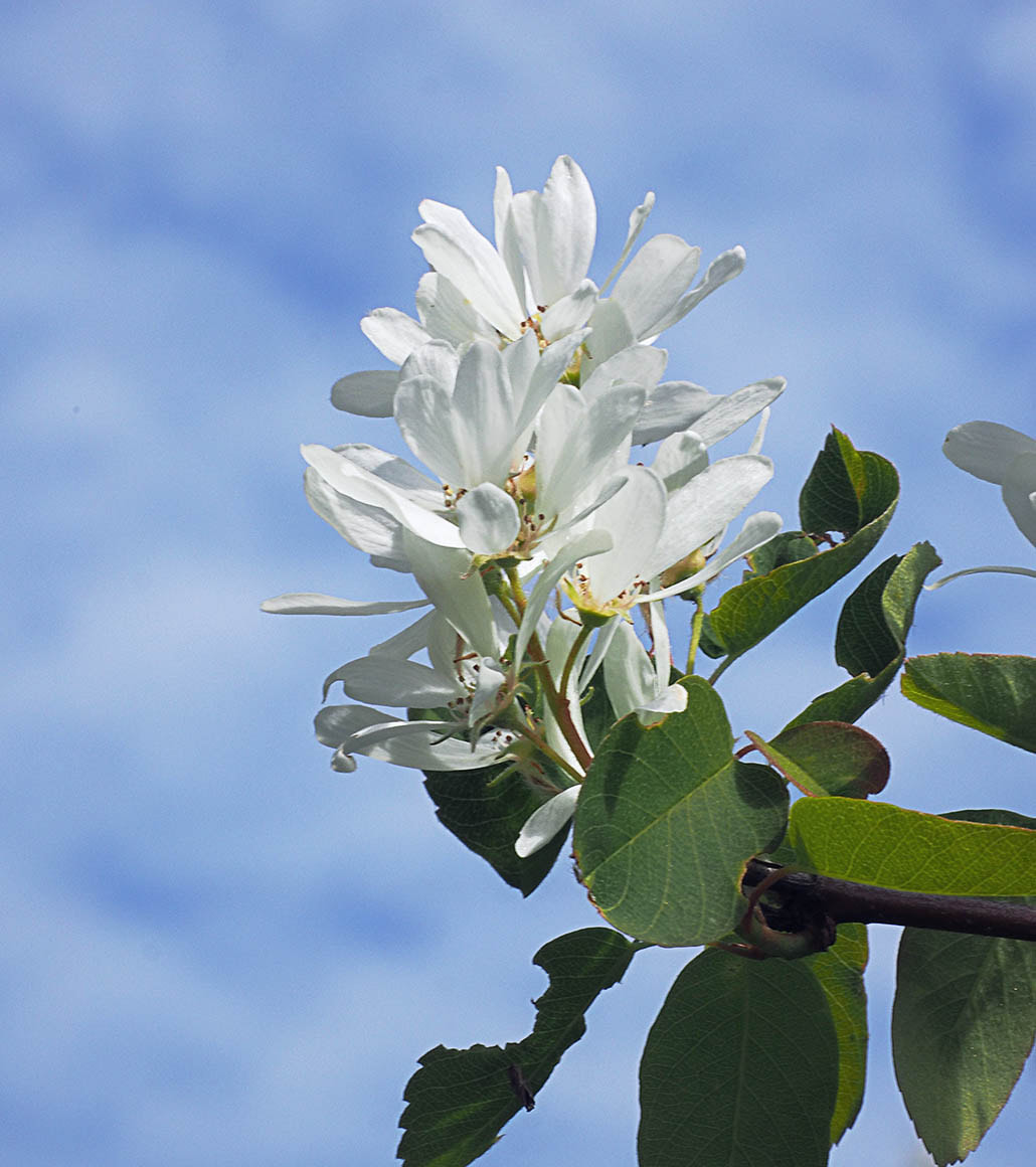 Amelanchier alnifolia (Serviceberry)