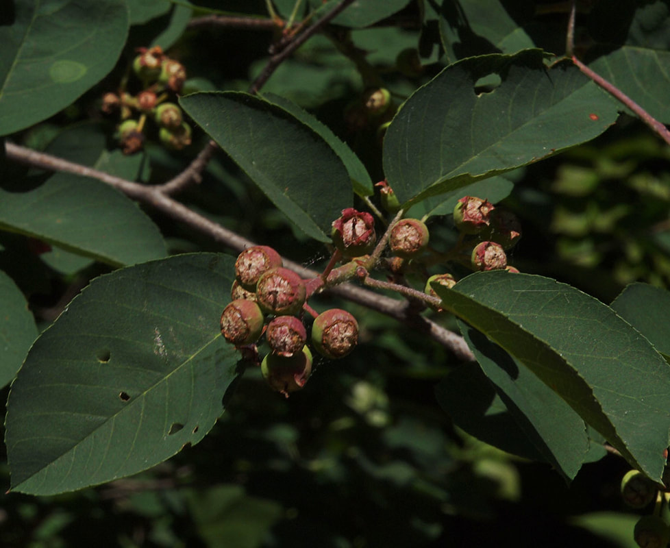 Amelanchier spicata