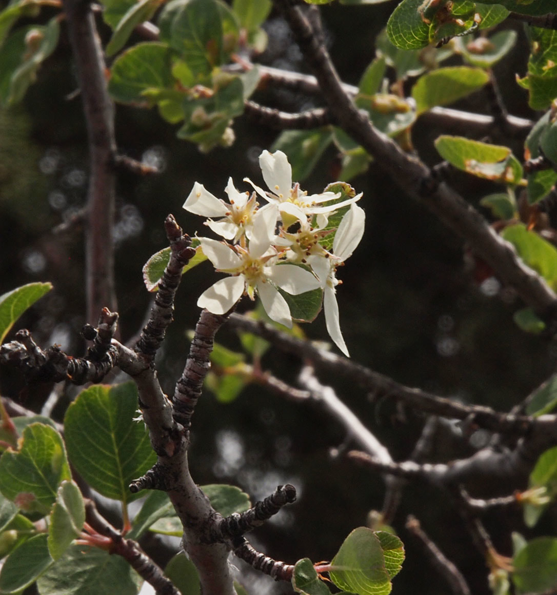 Amelanchier utahensis