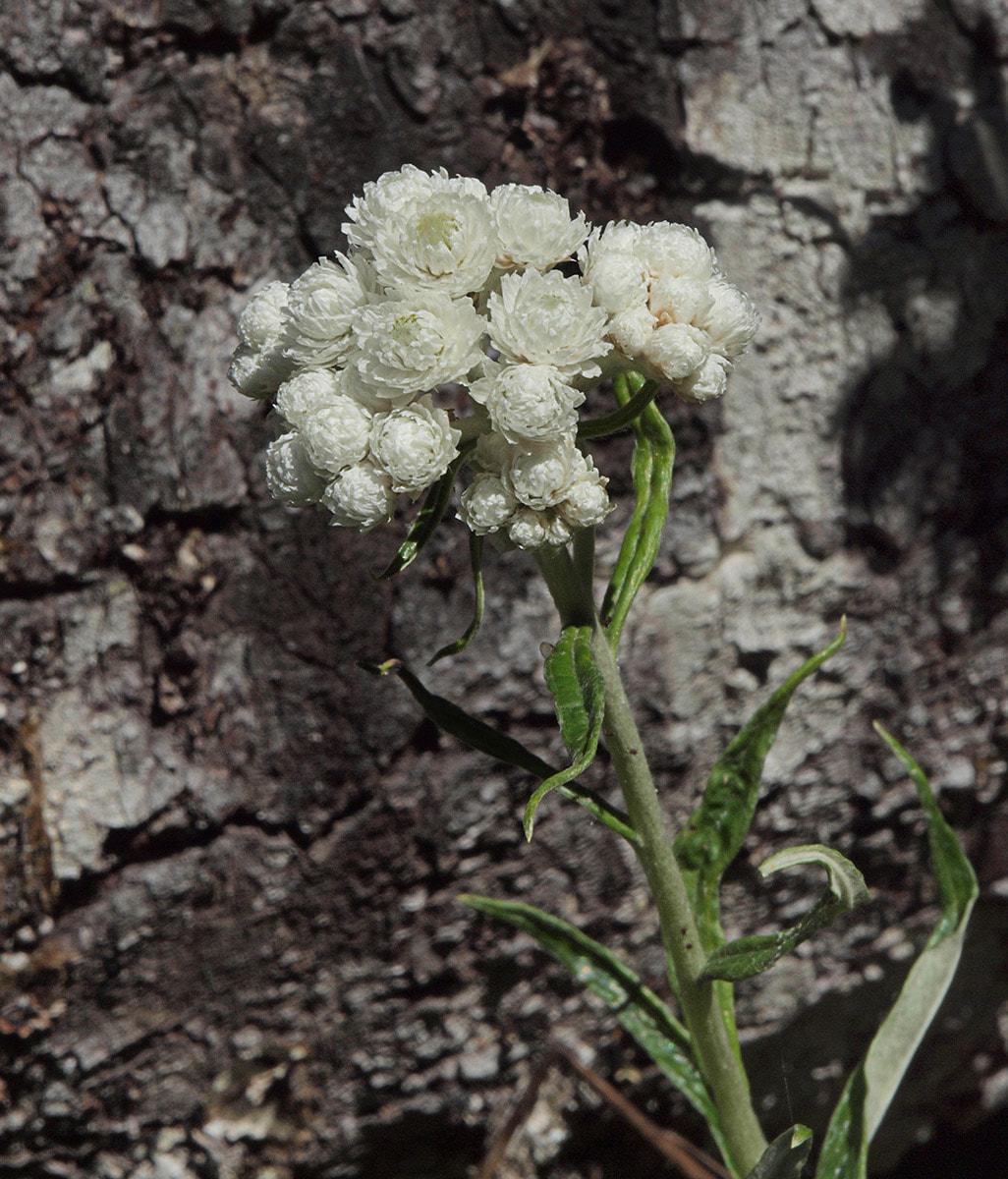 Anaphalis margaritacea