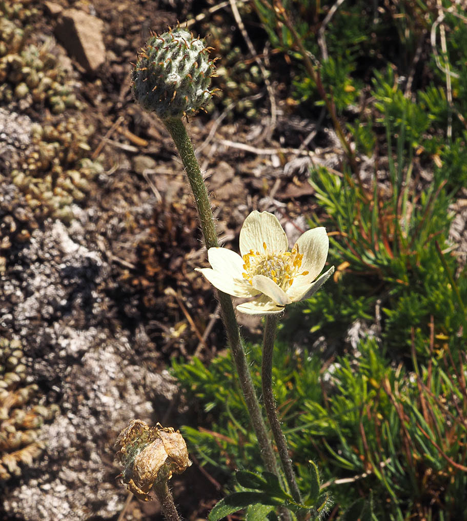 Hedysarum occidentale