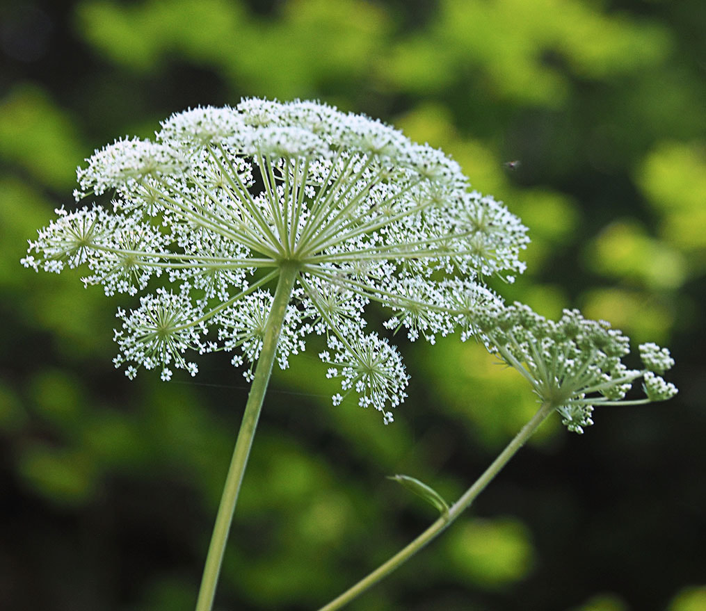 Angelica genuflexa (Kneeling angelica)