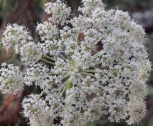 Angelica genuflexa