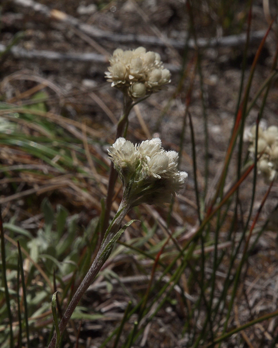 Antennaria corymbosa