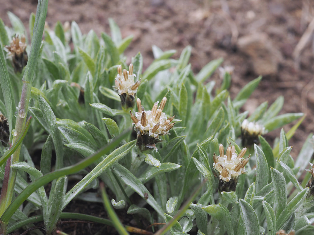 Antennaria dimorpha