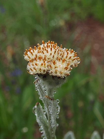 Lomatium dissectum var. multifidum