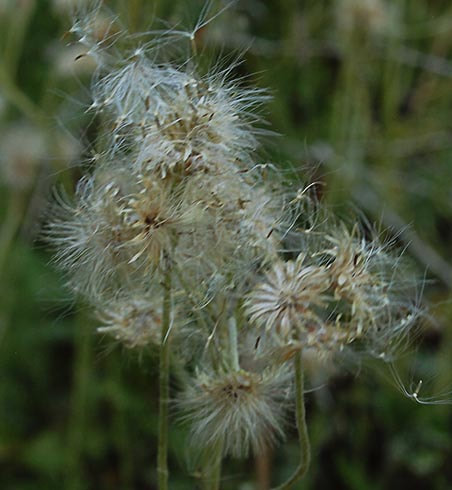 Antennaria racemosa