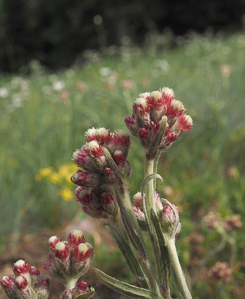Lithophragma glabrum