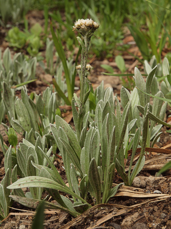 Antennaria umbrinella
