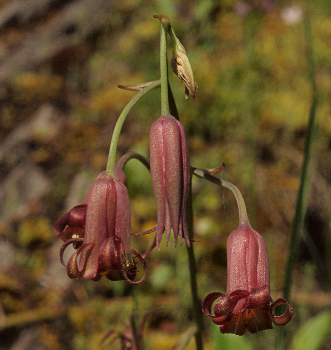 Anticlea occidentalis