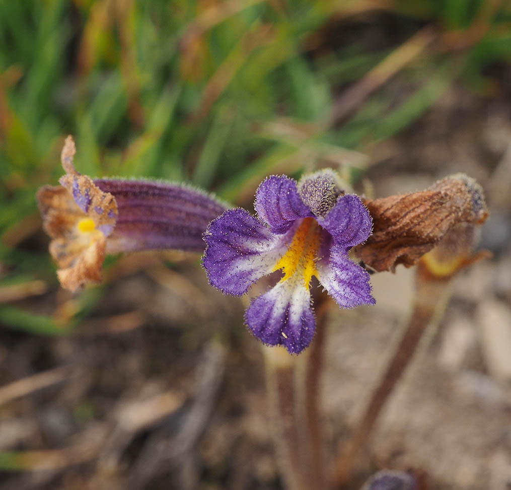 Aphyllon purpureum (Purple broom-rape)