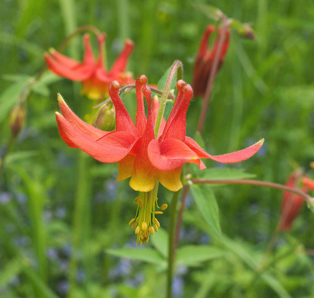 Aquilegia formosa (Red columbine)