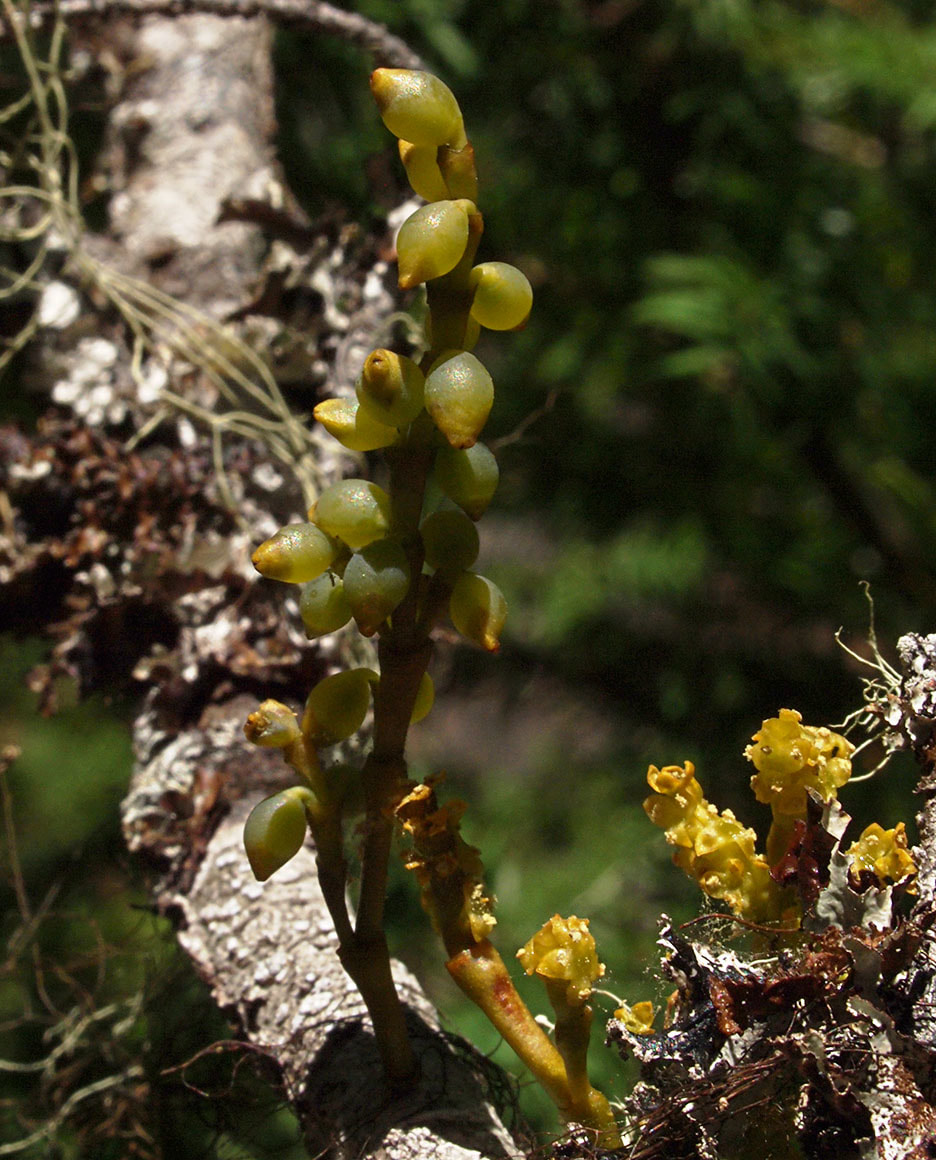 Arceuthobium campylopodum