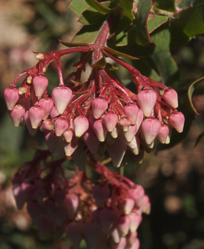 Arctostaphylos andersonii - Santa Cruz Manzanita