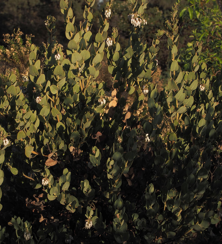 Arctostaphylos auriculata