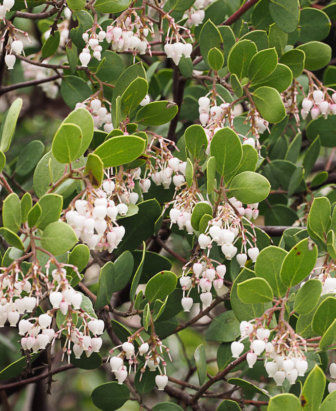 Arctostaphylos bakeri ssp. bakeri - Baker's Manzanita
