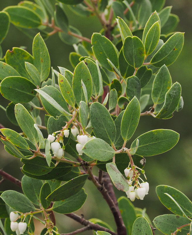 Arctostaphylos bakeri ssp. sublaevis - The Cedars Manzanita