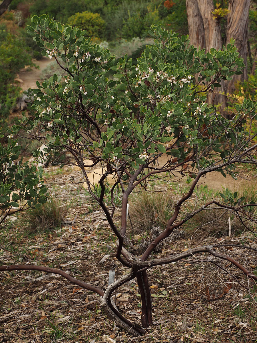 Arctostaphylos bakeri ssp. sublaevis